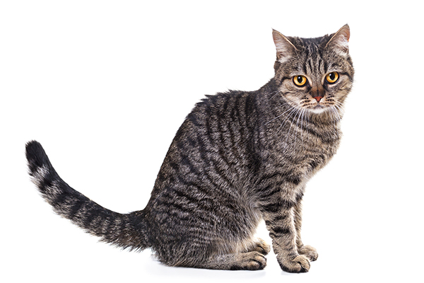 猫を火葬する場合にはどのくらいの費用がかかるの？