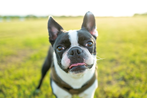 犬